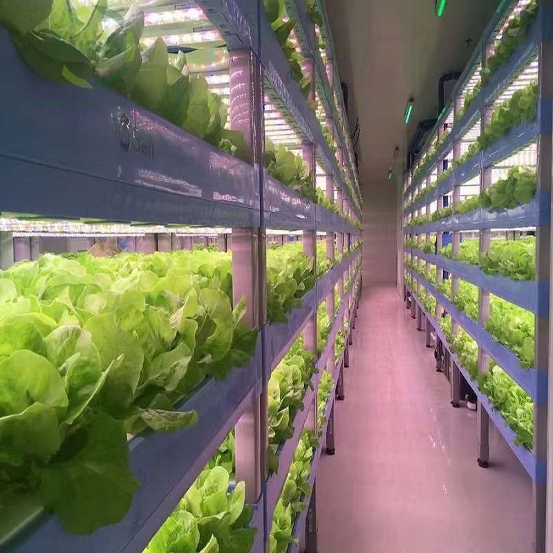 Custom Agricultural Greenhouse - Agriculture Farming System ulasan dan harga
